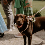 Hochzeit mit Hund